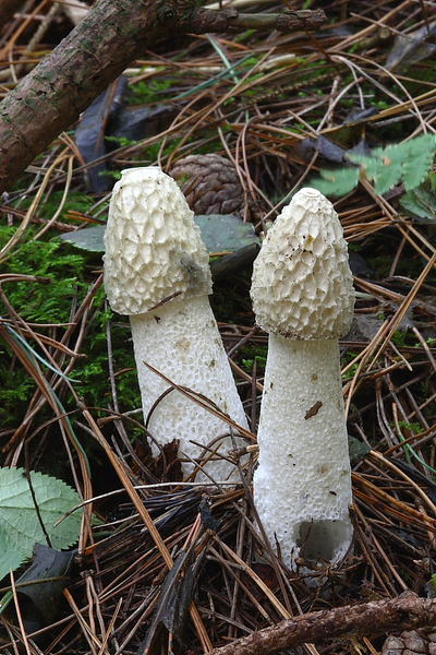 MH_20100908_026329-8-Phallus-impudicus-Grote-stinkzwam