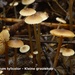 Lyophyllum-tylicolor_Kleine-grauwkop_MH20100729_024870-8Ag
