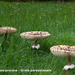 Macrolepiota-procera_Grote-parasolzwam_MH20080727_2778-8Ag