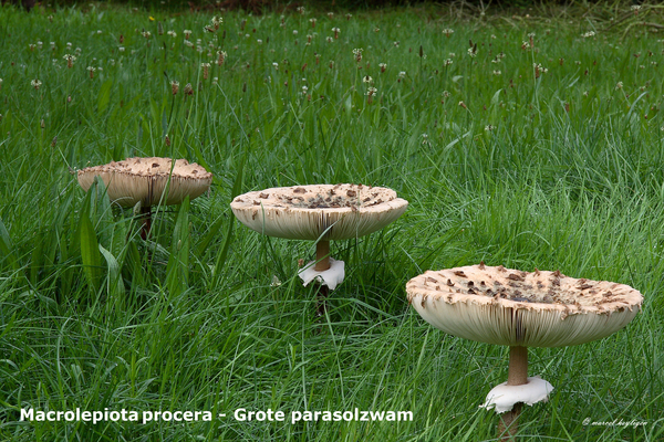 Macrolepiota-procera_Grote-parasolzwam_MH20080727_2778-8Ag