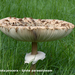 Macrolepiota-procera_Grote-parasolzwam_MH20080727_2784-8Ag
