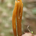 Macrotyphula-fistulosa_Pijpknotszwam_MH20091211_7652-8-Ap