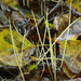 Macrotyphula-juncea-Draadknotszwam20101031_028325-8-Ap