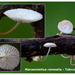 Marasmiellus-ramealis_Takruitertje_MH20100821_025617-8Ag