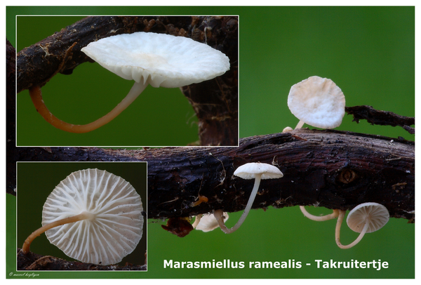 Marasmiellus-ramealis_Takruitertje_MH20100821_025617-8Ag