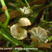 Marasmius-curreyi_Oranje-grastaailing_MH20100729_024830-8Ag