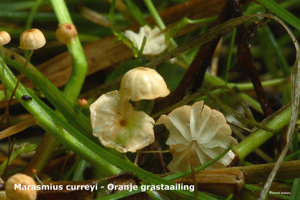 Marasmius-curreyi_Oranje-grastaailing_MH20100729_024830-8Ag