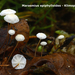 Marasmius-epiphylloides_Klimoptaailing_MH20101210_028801-8Ag