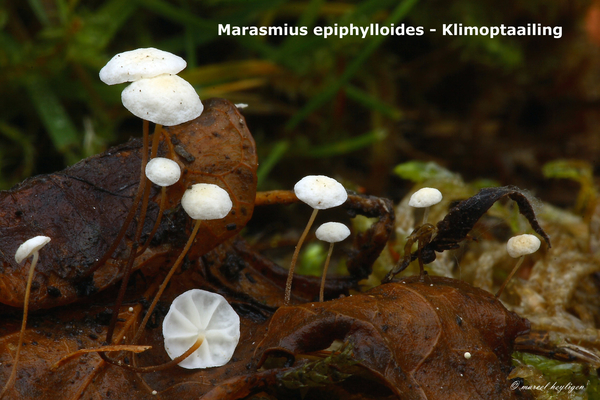 Marasmius-epiphylloides_Klimoptaailing_MH20101210_028801-8Ag