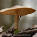 Melanoleuca-cognata-var-cognata_Okerkleurige-veldridderzwam_MH201
