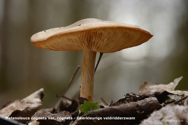Melanoleuca-cognata-var-cognata_Okerkleurige-veldridderzwam_MH201