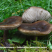 Melanoleuca-polioleuca-Zwartwitte-veldridderzwam-MH20101112_02846