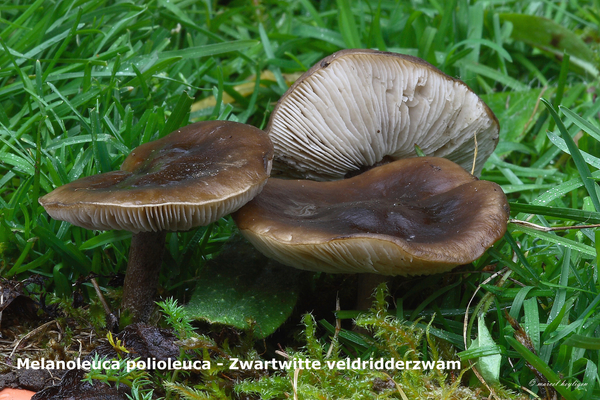Melanoleuca-polioleuca-Zwartwitte-veldridderzwam-MH20101112_02846