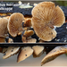 Melanotus-horizontalis-Leerkaalkopje-MH20101018_028219-8-Ag
