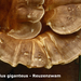 Meripilus-giganteus_Reuzenzwam_MH20100826_025802-8Ap