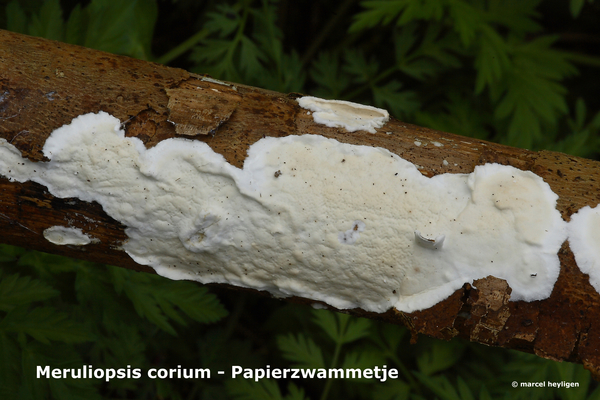 Meruliopsis-corium_Papierzwammetje_MH20100405_020519-8-Ap