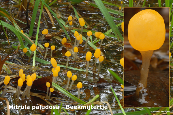 Mitrula-paludosa_Beekmijtertje_MH20100506_021061-08-As
