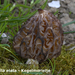 Morchella-elata_Kegelmorielje_MH20100415_MH_020645-8-As