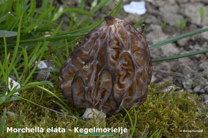 Morchella-elata_Kegelmorielje_MH20100415_MH_020645-8-As