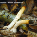 Mutinus-caninus_Kleine-stinkzwam_MH20100926_026989-8Ap