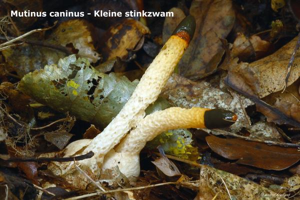 Mutinus-caninus_Kleine-stinkzwam_MH20100926_026989-8Ap