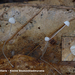 Mycena-capillaris-Kleine-beukenbladmycena-MH20101105_028383-8-Ag