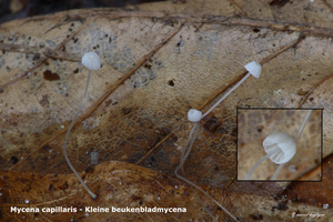 Mycena-capillaris-Kleine-beukenbladmycena-MH20101105_028383-8-Ag