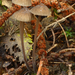 Mycena-galopus-var-galopus_Melksteelmycena_MH20100929_027131-8Ag