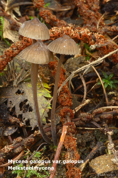 Mycena-galopus-var-galopus_Melksteelmycena_MH20100929_027131-8Ag