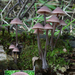 Mycena-haematopus_Grote-bloedsteelmycena_MH20100819_025507-8Ag
