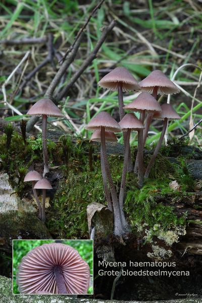 Mycena-haematopus_Grote-bloedsteelmycena_MH20100819_025507-8Ag