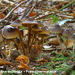 Mycena-inclinata-Fraaisteelmycena-MH20101028_028254-8-Ag