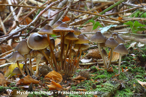 Mycena-inclinata-Fraaisteelmycena-MH20101028_028254-8-Ag