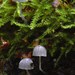 Mycena-pseudocorticola-Blauwgrijze-schorsmycena-MH20101031_028270