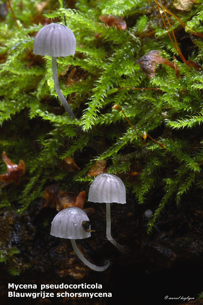 Mycena-pseudocorticola-Blauwgrijze-schorsmycena-MH20101031_028270