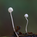 Mycena-pterigena-Varenmycena-MH20101028_028247-8-Ag