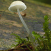Mycena-rorida_Slijmsteelmycena_MH20100610_023063-8Ag