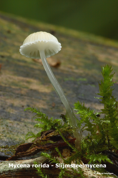 Mycena-rorida_Slijmsteelmycena_MH20100610_023063-8Ag