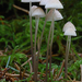 Mycena-vitilis_Papilmycena_MH20091201_7332-8-Ag