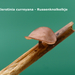 Myriosclerotinia-curreyana_Russenknolkelkje_MH20100504_020897-8-A
