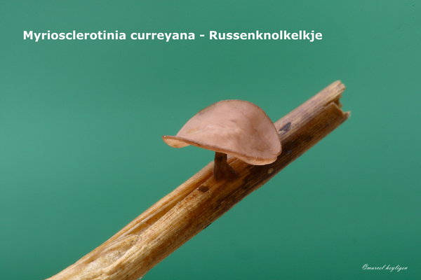 Myriosclerotinia-curreyana_Russenknolkelkje_MH20100504_020897-8-A