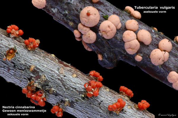 Nectria-cinnabarina_Gewoon-meniezwammetje_MH20100122_9037-8-As
