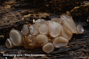Ombrophila-pura_Roze-knoopzwam_MH20100926_027022-8As