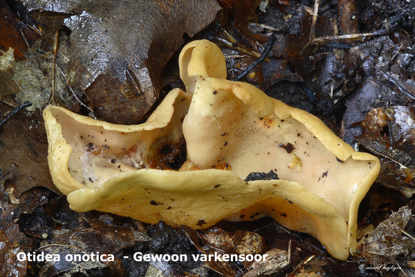 Otidea-onotica_Gewoon-varkensoor_MH20100826_025701-8As