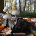 Oudemansiella-mucida_Porseleinzwam_MH20091108_6948-8Ag