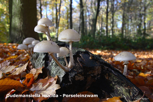 Oudemansiella-mucida_Porseleinzwam_MH20091108_6948-8Ag