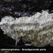 Oxyporus-latemarginatus_Breedgerande-poria_MH20100701_024260-8-Ap