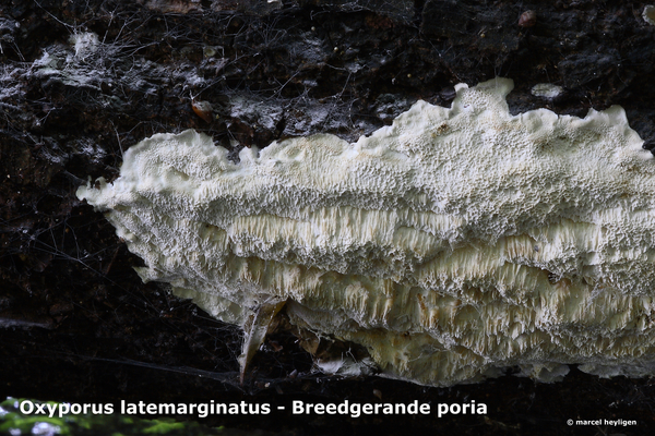 Oxyporus-latemarginatus_Breedgerande-poria_MH20100701_024260-8-Ap