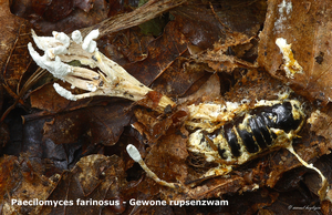 Paecilomyces-farinosus_Gewone-rupsenzwam_MH20100926_026996-8As