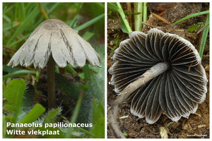 Panaeolus-papilionaceus_Witte-vlekplaat_MH20100514_021145-08-